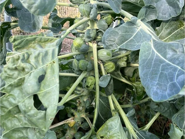 $1,300,000 | 183 Morrie Road, Washington, VT 05675