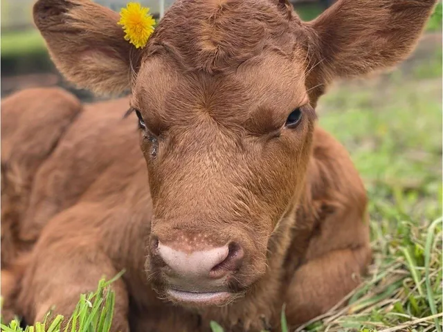 $1,300,000 | 183 Morrie Road, Washington, VT 05675