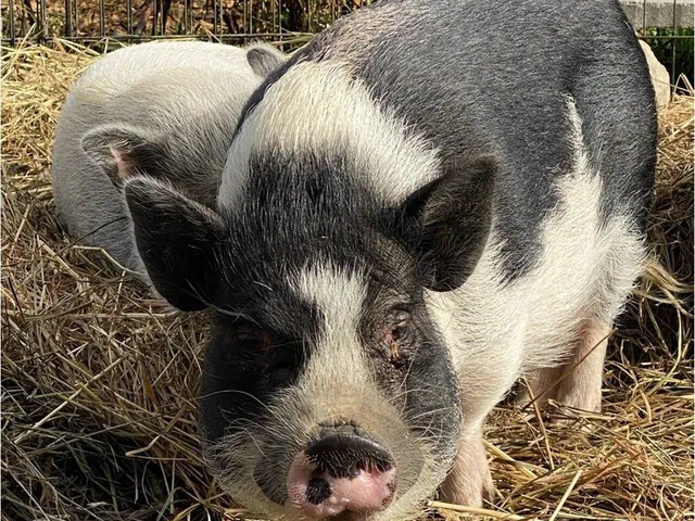 $1,300,000 | 183 Morrie Road, Washington, VT 05675