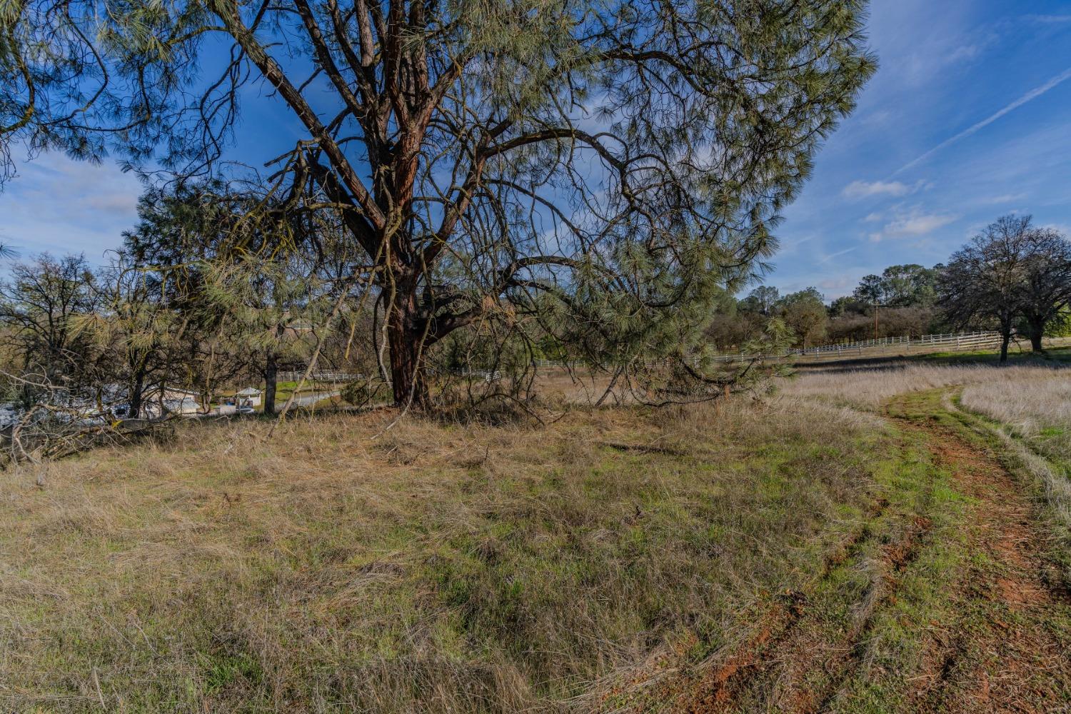 790 Pinon Drive Copperopolis, CA 95228 - Photo 20 of 25 a view of a yard with a tree