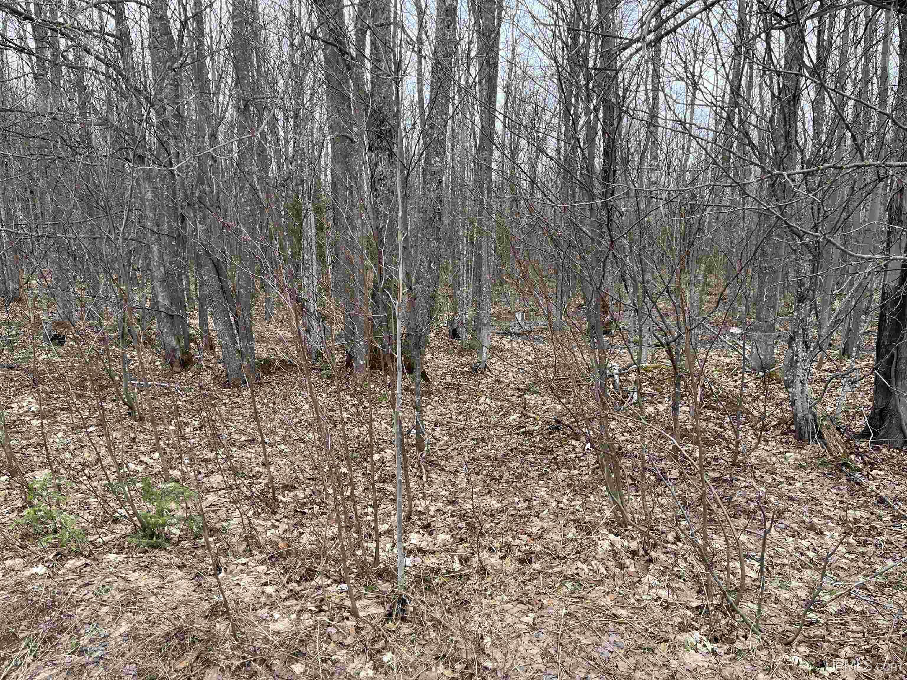 Tbd Tikka Road Ontonagon, MI 49953 - Photo 7 of 9
