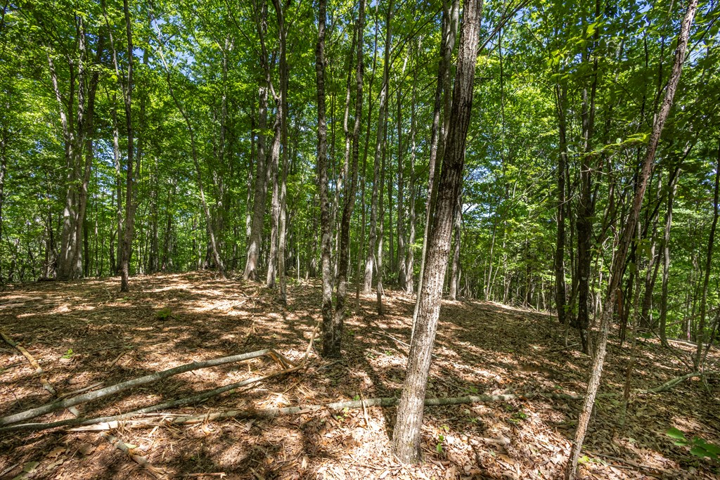 20-ac Pack Mountain Road Murphy, NC 28906 - Photo 9 of 20