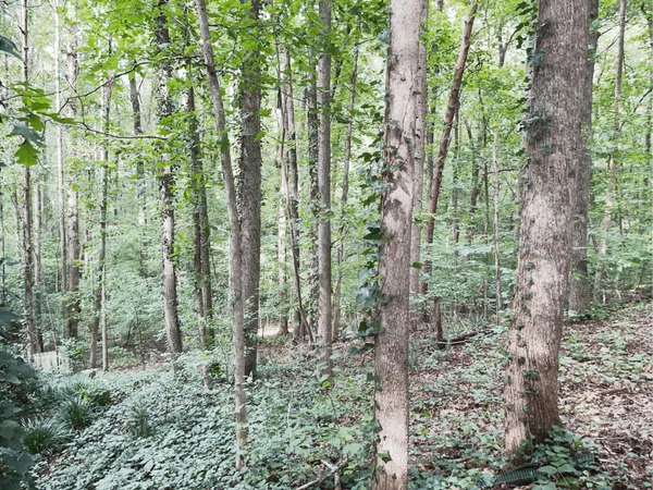 $2,500 | 4049 Skyline Drive, Gainesville, GA 30501