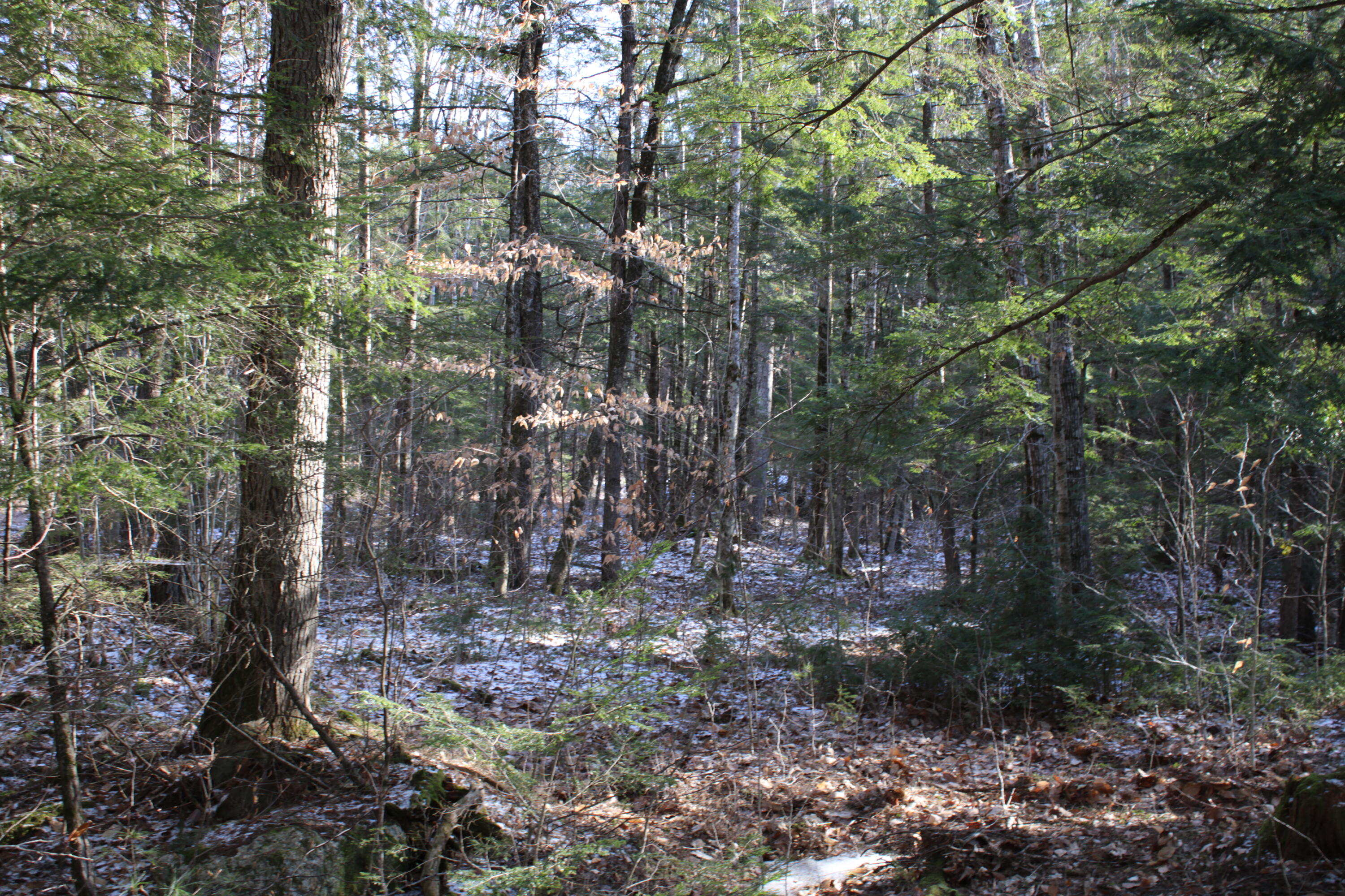 0 Senator Black Road West Baldwin, ME 04091 - Photo 16 of 16 senblackpic21