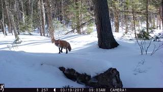 75 Cook Road Bradford, ME 04410 - Photo 16 of 19 wildlife2