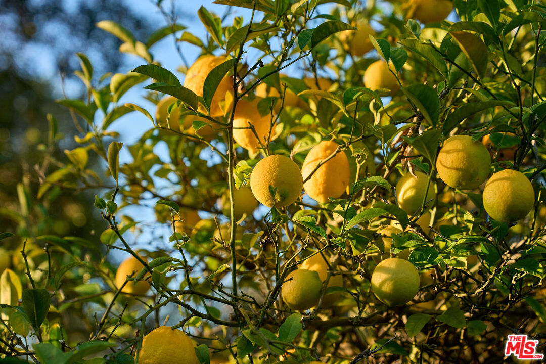 22068 Topanga School Road Topanga, CA 90290 - Photo 66 of 70