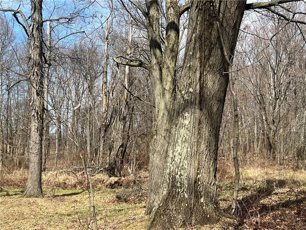 4905 Old Rte 422 New Castle, PA 16101 - Photo 12 of 16 a view of a yard with large tree