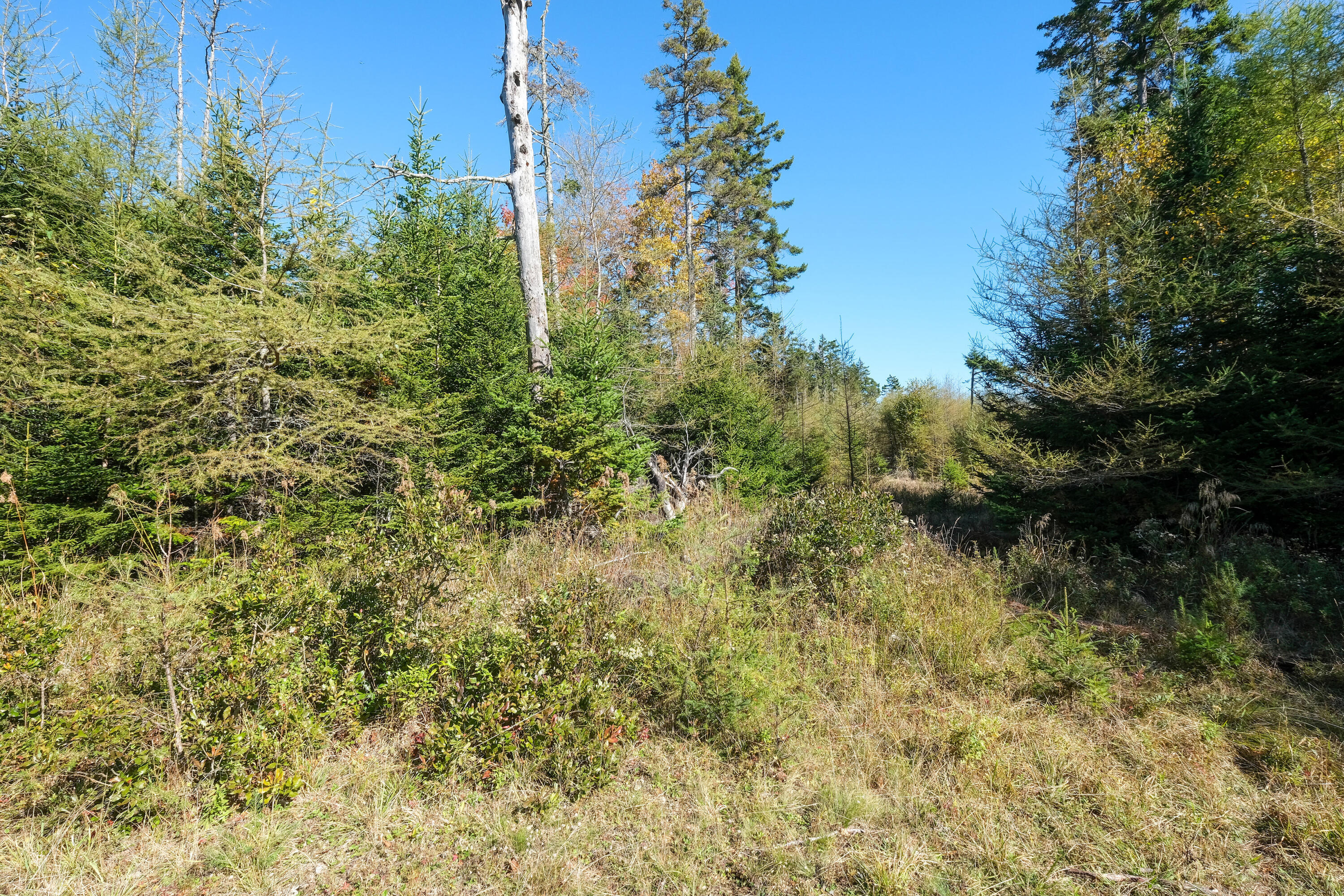 6-60b Tea Hill Road Stonington, ME 04681 - Photo 9 of 9 TeaHillland-7