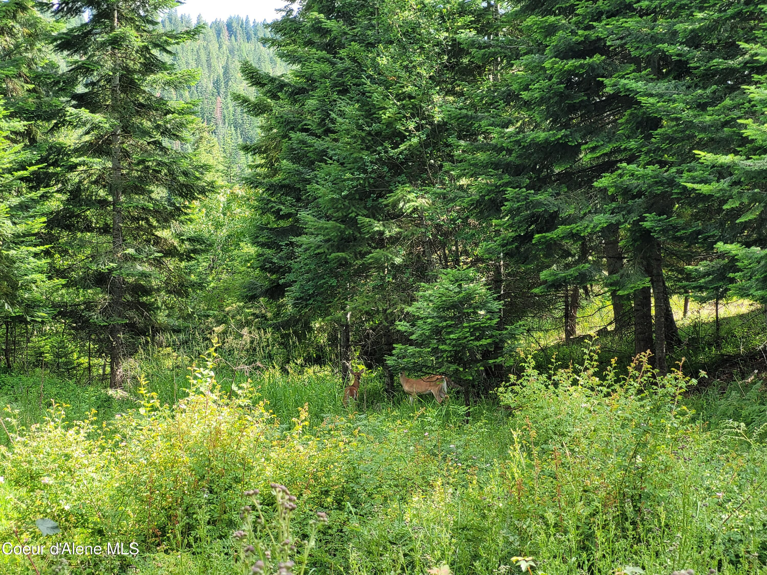Nka South Skyview Road Harrison, ID 83833 - Photo 24 of 33 20230621_164326