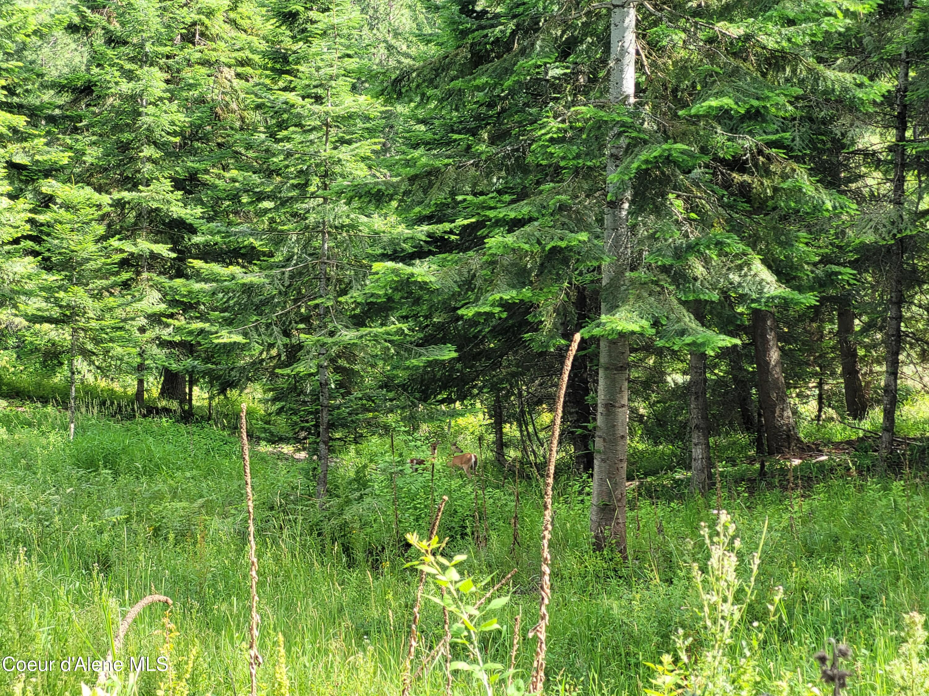 Nka South Skyview Road Harrison, ID 83833 - Photo 25 of 33 20230621_164222