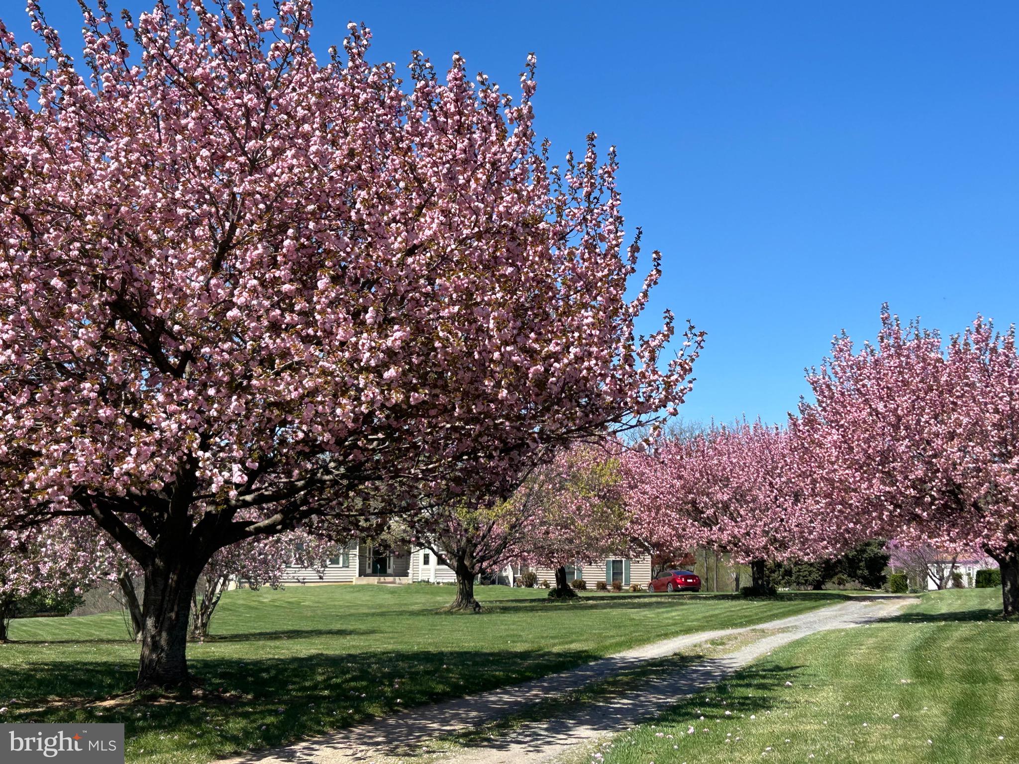35130 Paxson Road Round Hill, VA 20141 - Photo 51 of 56 Beautiful trees along the driveway