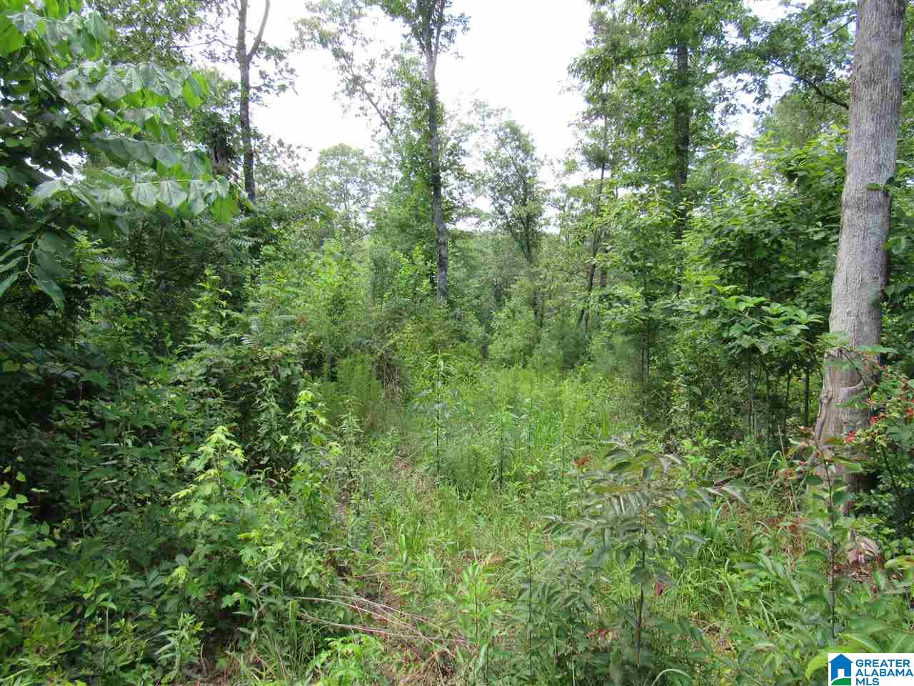 1 County Road 2811 Lineville, AL 36266 - Photo 4 of 8
