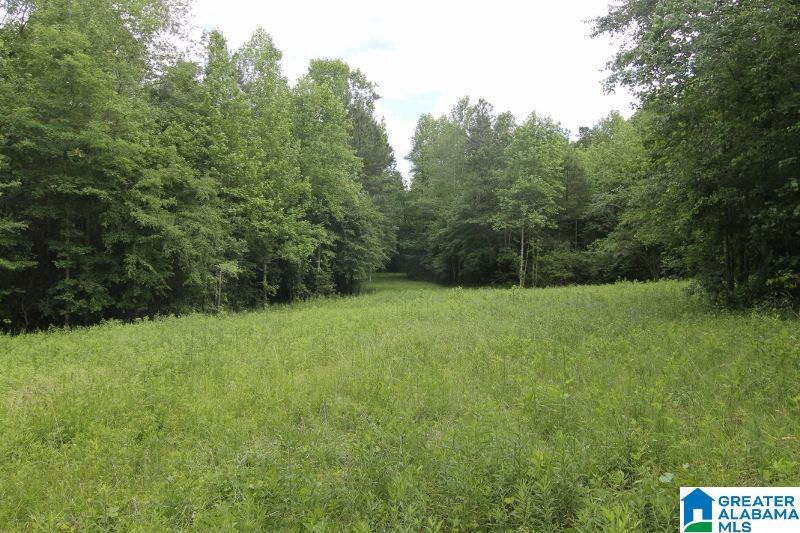 534 County Road, Unit 35± ACRES Woodland, AL 36280 - Photo 10 of 12