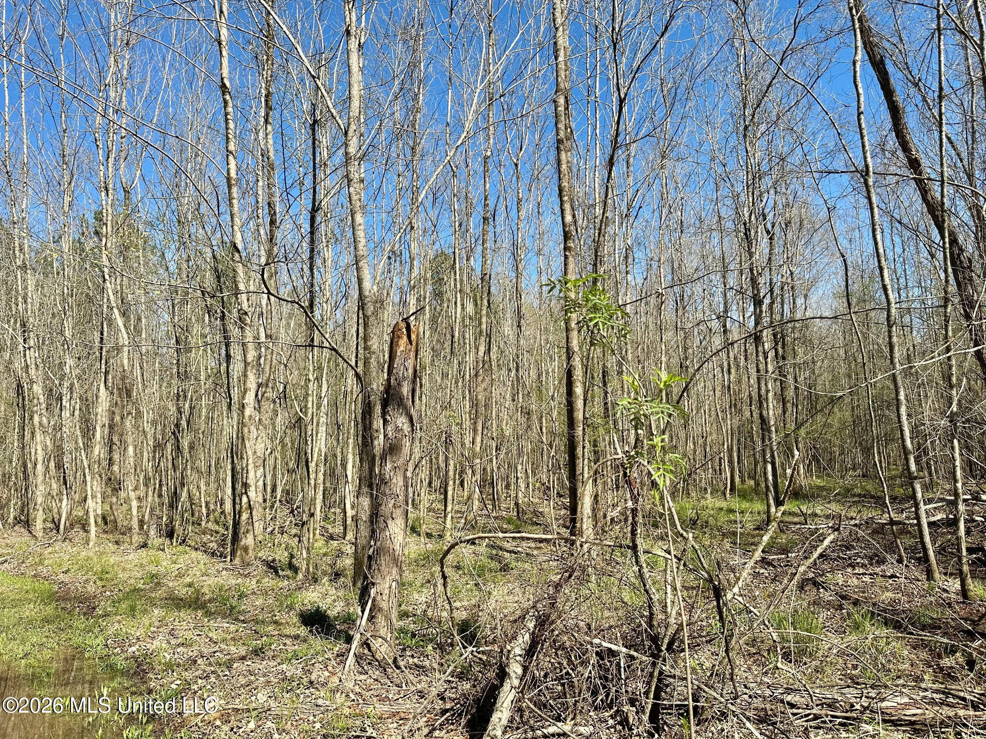 0 Swamp Road Carthage, MS 39051 - Photo 2 of 12 1