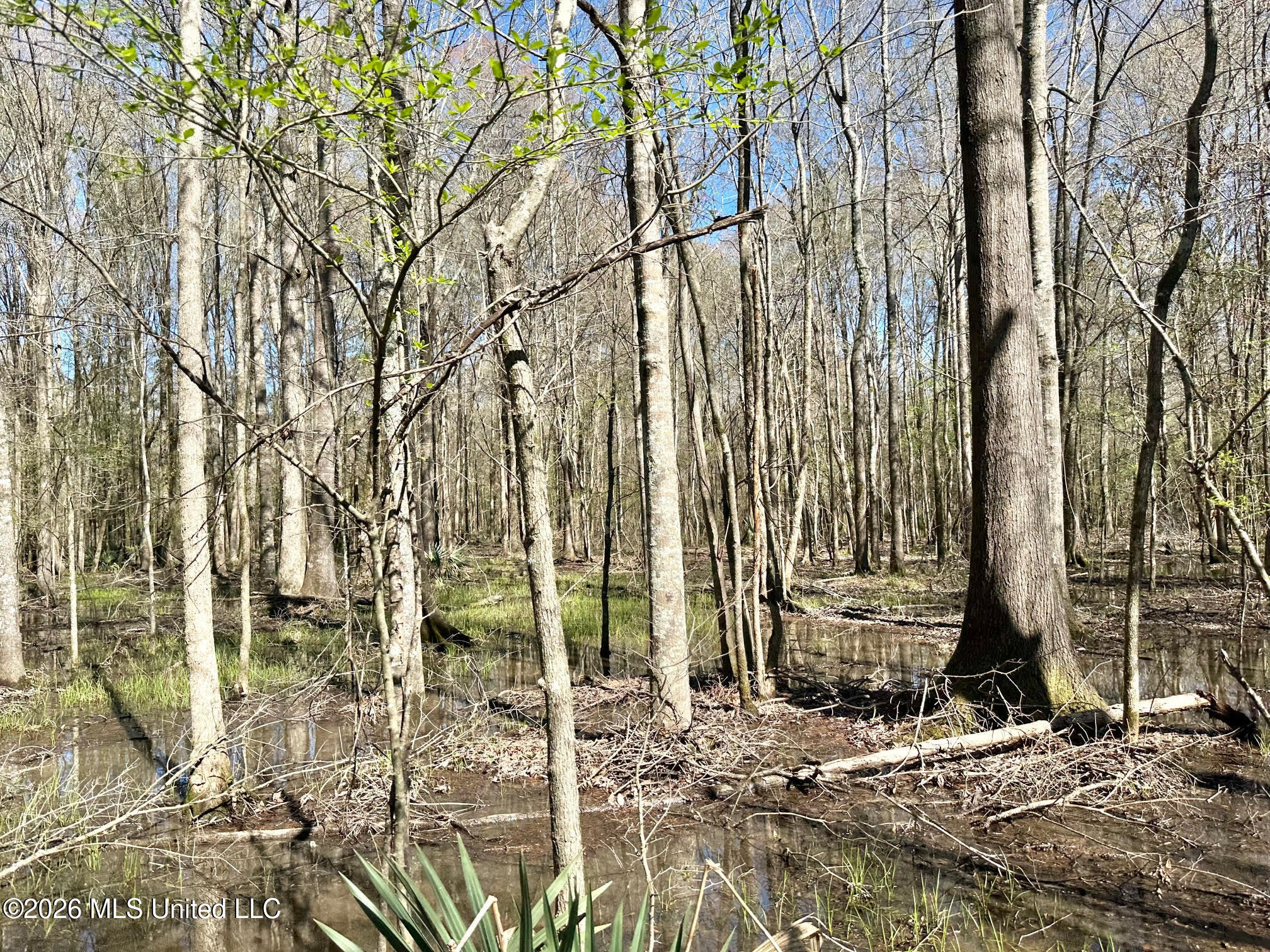 0 Swamp Road Carthage, MS 39051 - Photo 5 of 12 5