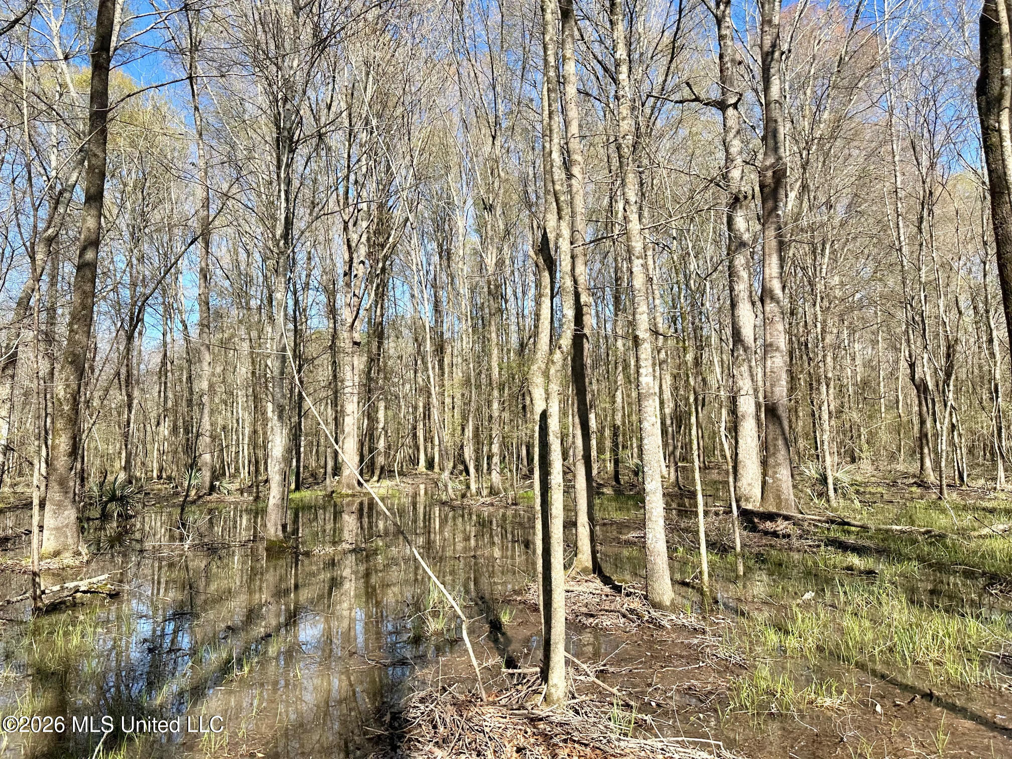 0 Swamp Road Carthage, MS 39051 - Photo 6 of 12 6