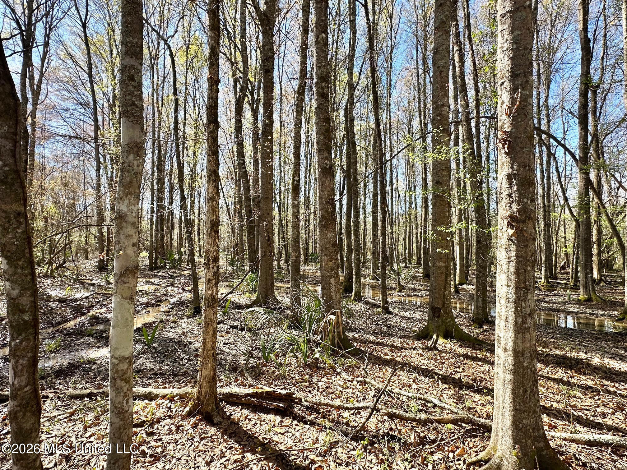 0 Swamp Road Carthage, MS 39051 - Photo 7 of 12 7
