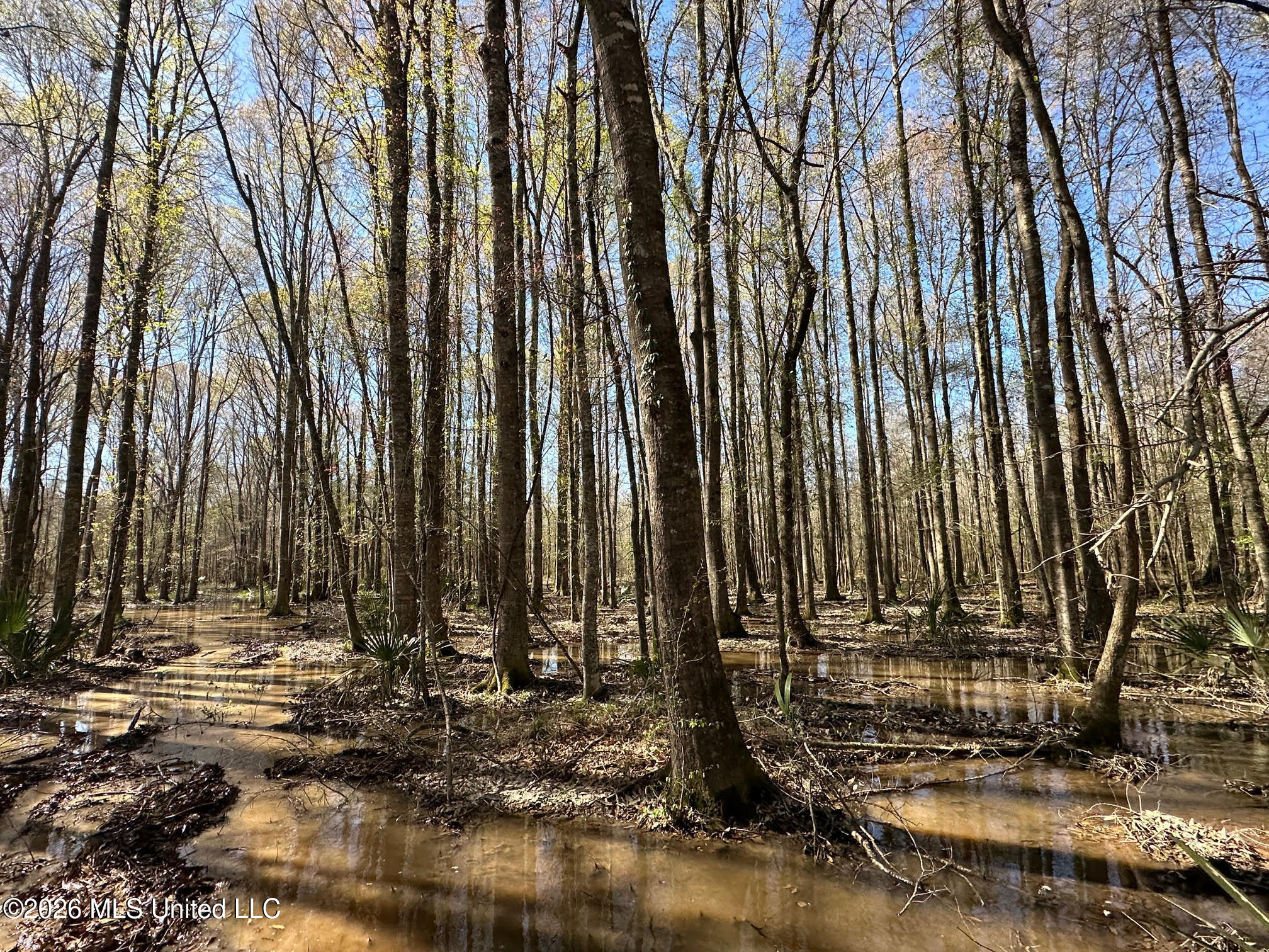 0 Swamp Road Carthage, MS 39051 - Photo 8 of 12 8
