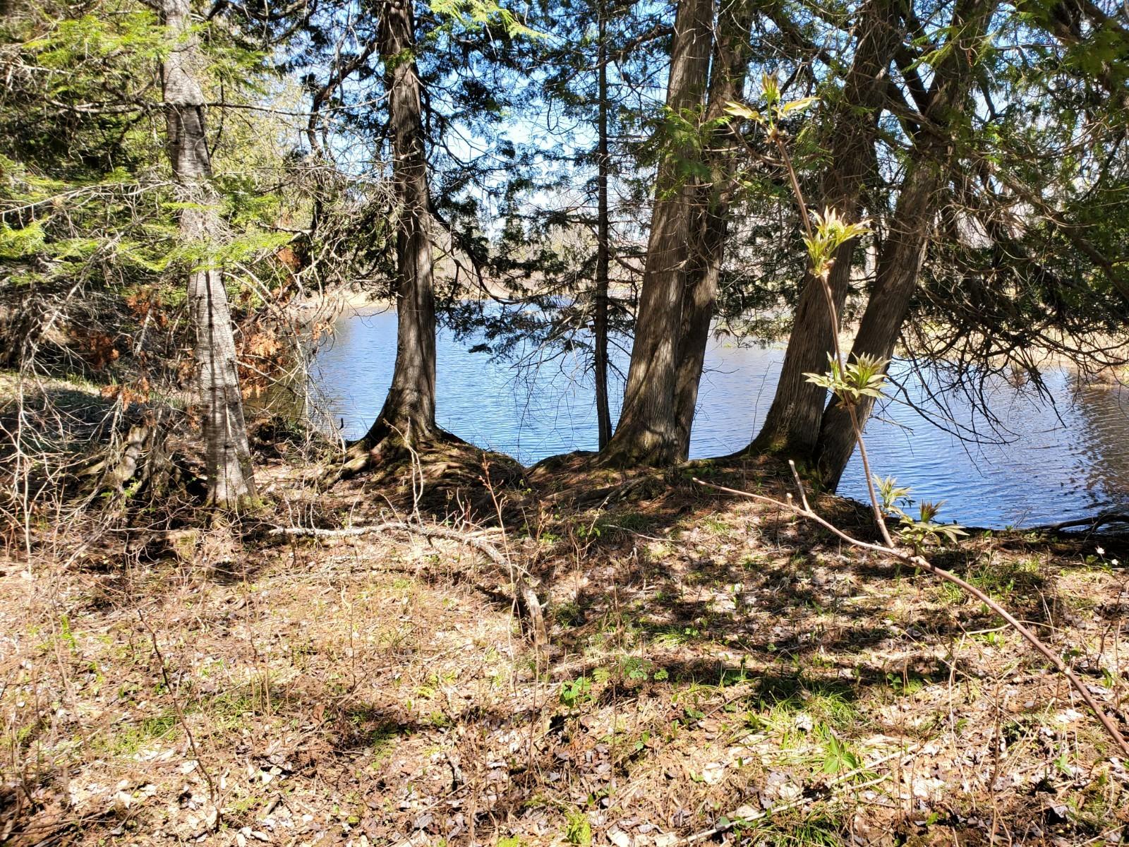 Lot S Lot S Bell Field River Road Wytopitlock, ME 04497 - Photo 6 of 6 20200519_112826