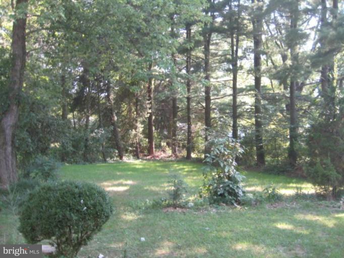 Back yard