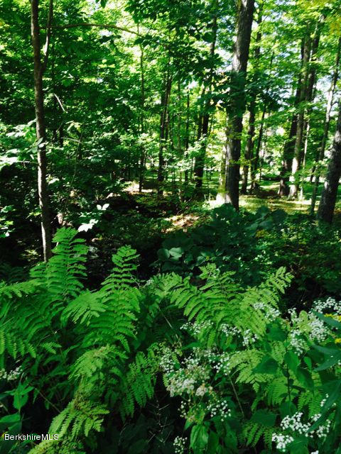 67 Old Stockbridge Road Lenox, MA 01240 - Photo 5 of 25 Woods