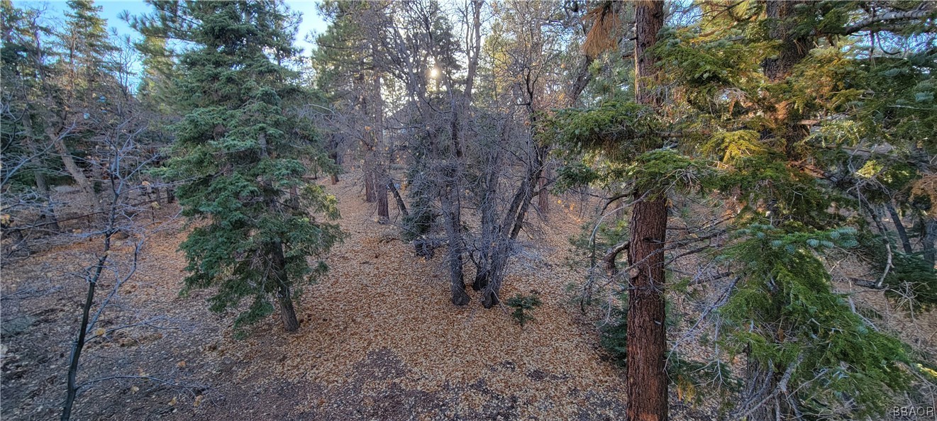 1685 Angels Camp Road Big Bear City, CA 92314 - Photo 31 of 35 a view of a forest with lots of trees