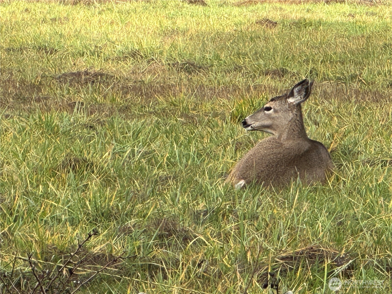 1375 South Bagley Creek Road Port Angeles, WA 98362 - Photo 26 of 26