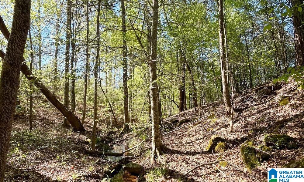 0 Landfill Road, Unit 1 Ashland, AL 36251 - Photo 7 of 15