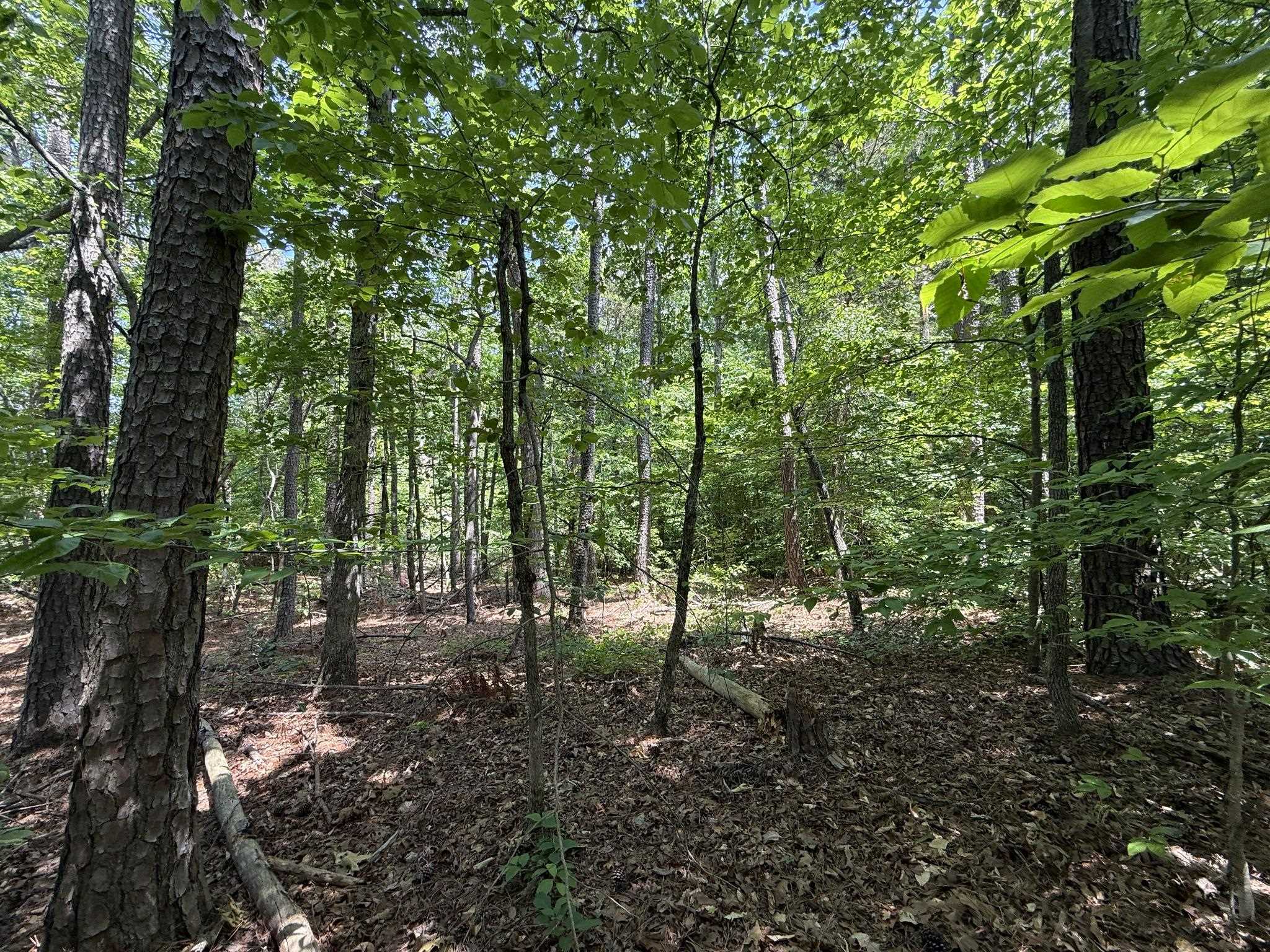 1 Carter Road Saltillo, TN 38370 - Photo 19 of 40 a view of outdoor space and trees