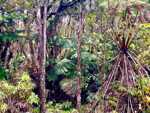 567 6th Street Volcano, HI 96785 - Photo 6 of 7 Gallery Image 6