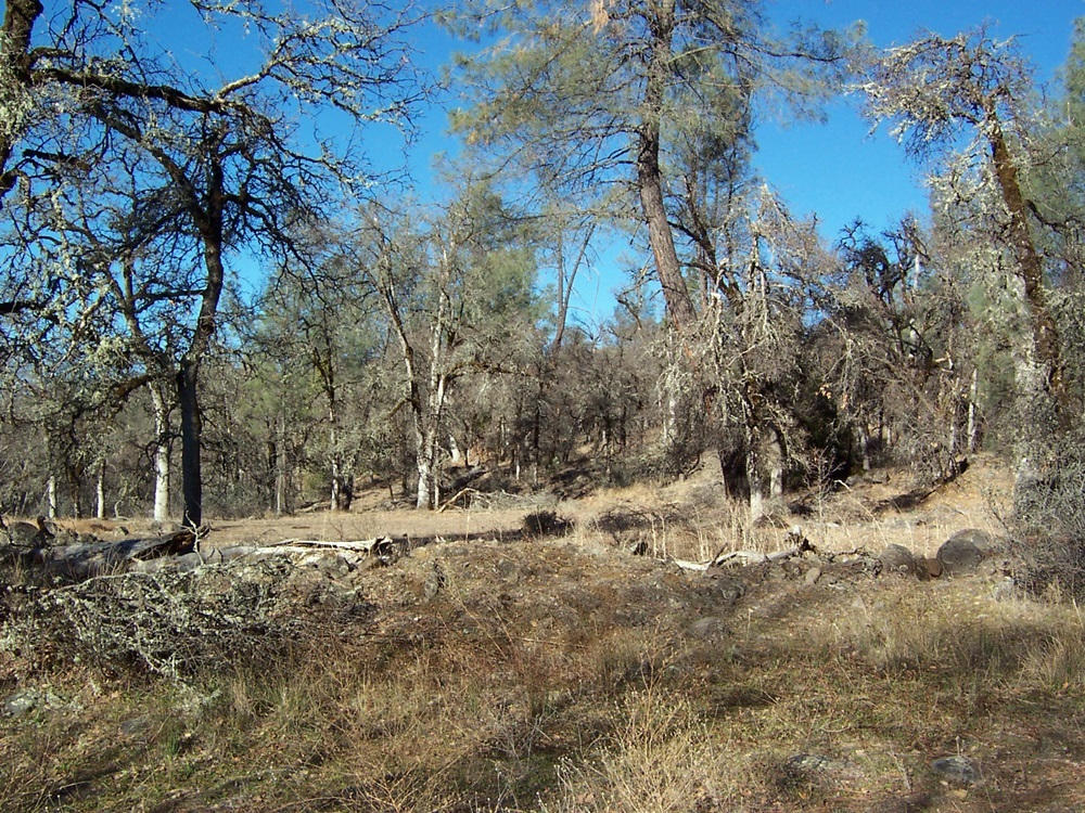 15803 Kaweah Road Oak Run, CA 96069 - Photo 11 of 38 Near Cabin