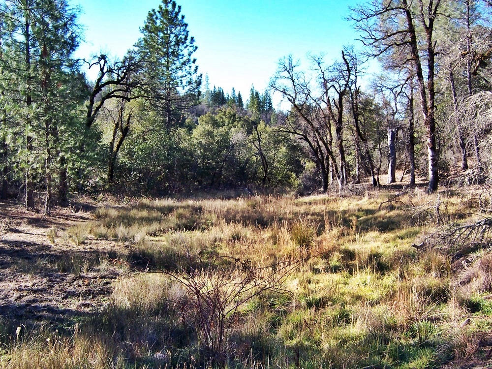 15803 Kaweah Road Oak Run, CA 96069 - Photo 29 of 38 clearing on the way to cabin