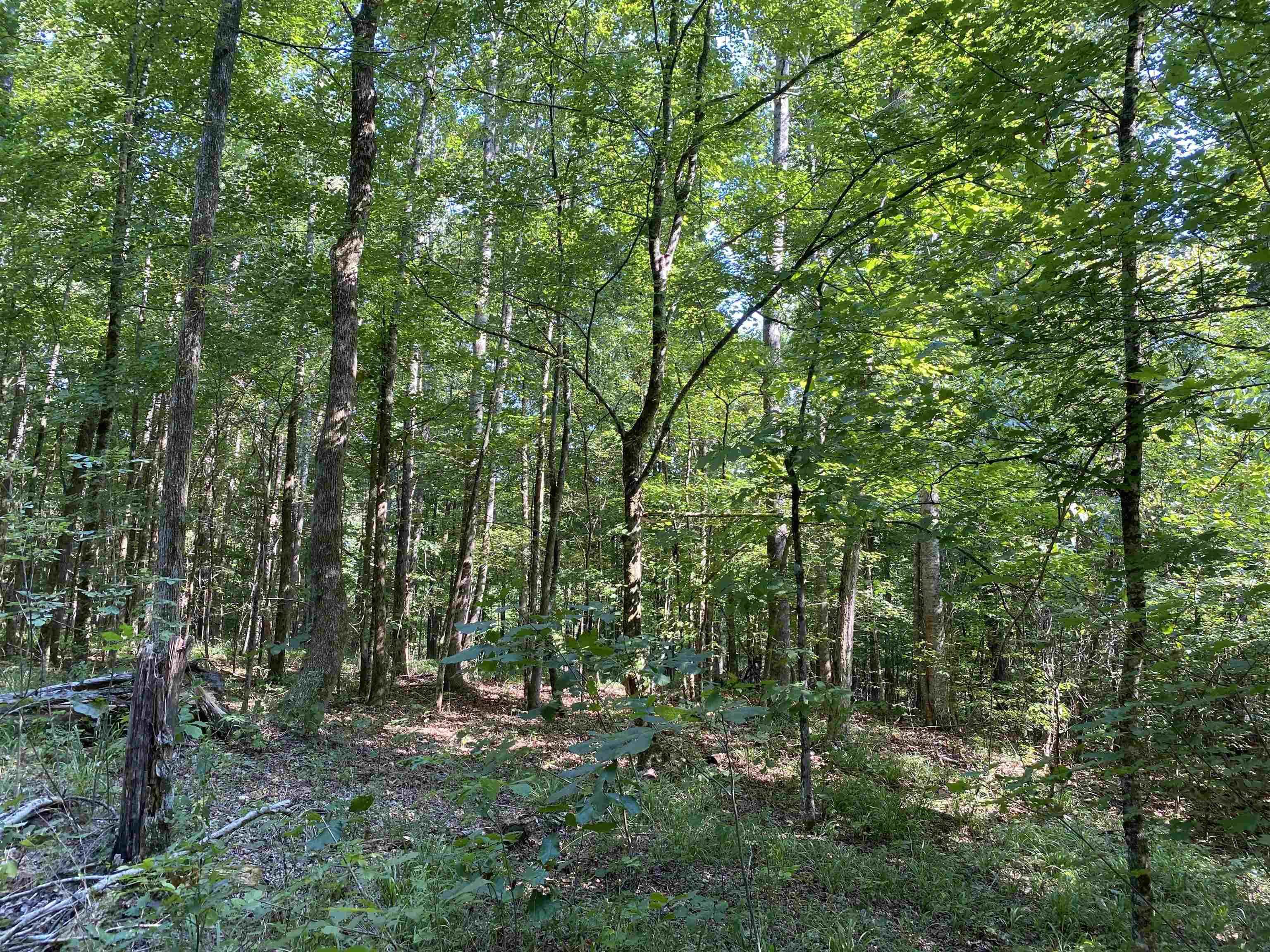 1 Treece Lane Adamsville, TN 38310 - Photo 1 of 13 a view of forest