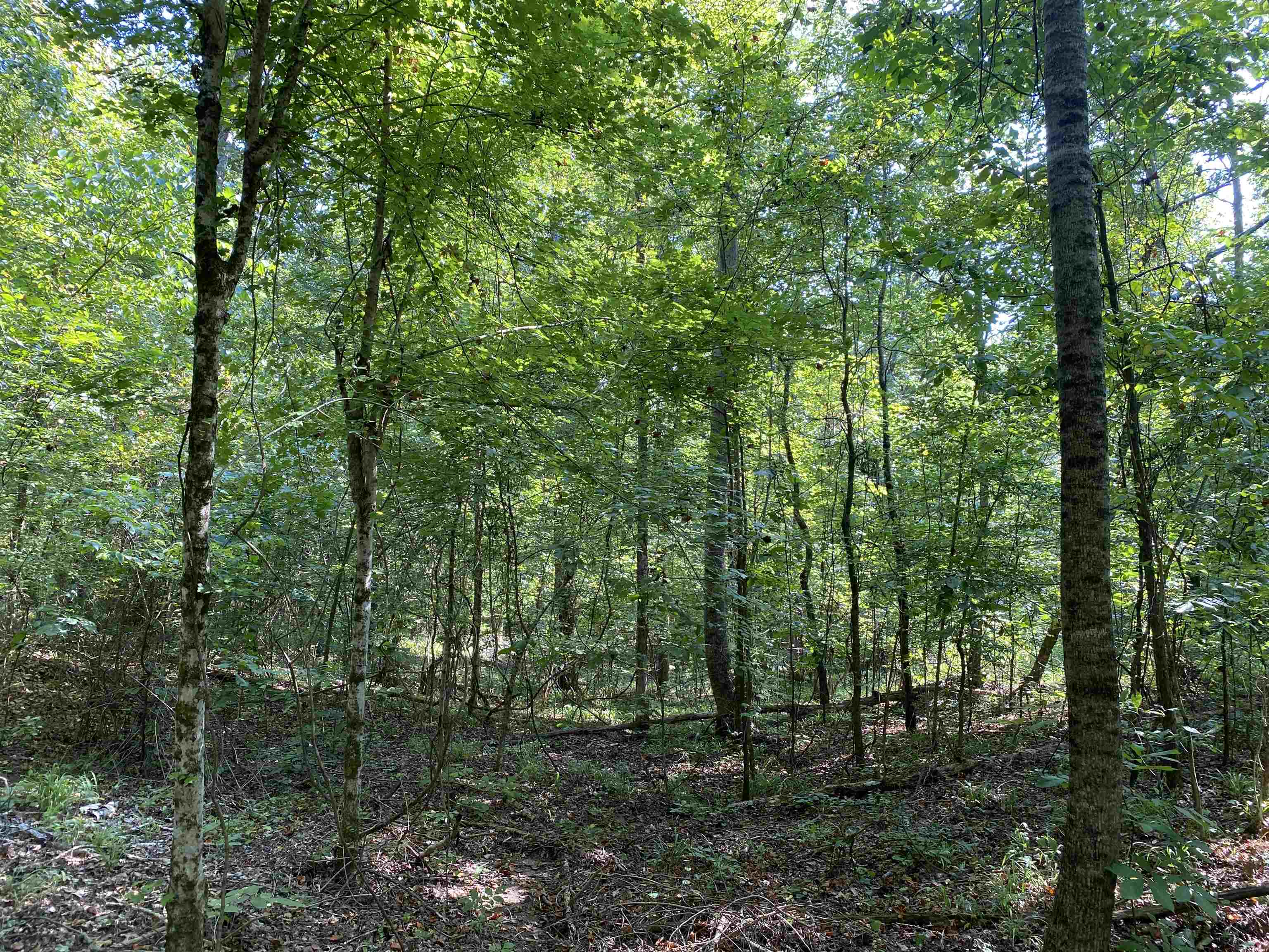 1 Treece Lane Adamsville, TN 38310 - Photo 11 of 13 a view of outdoor space and green space