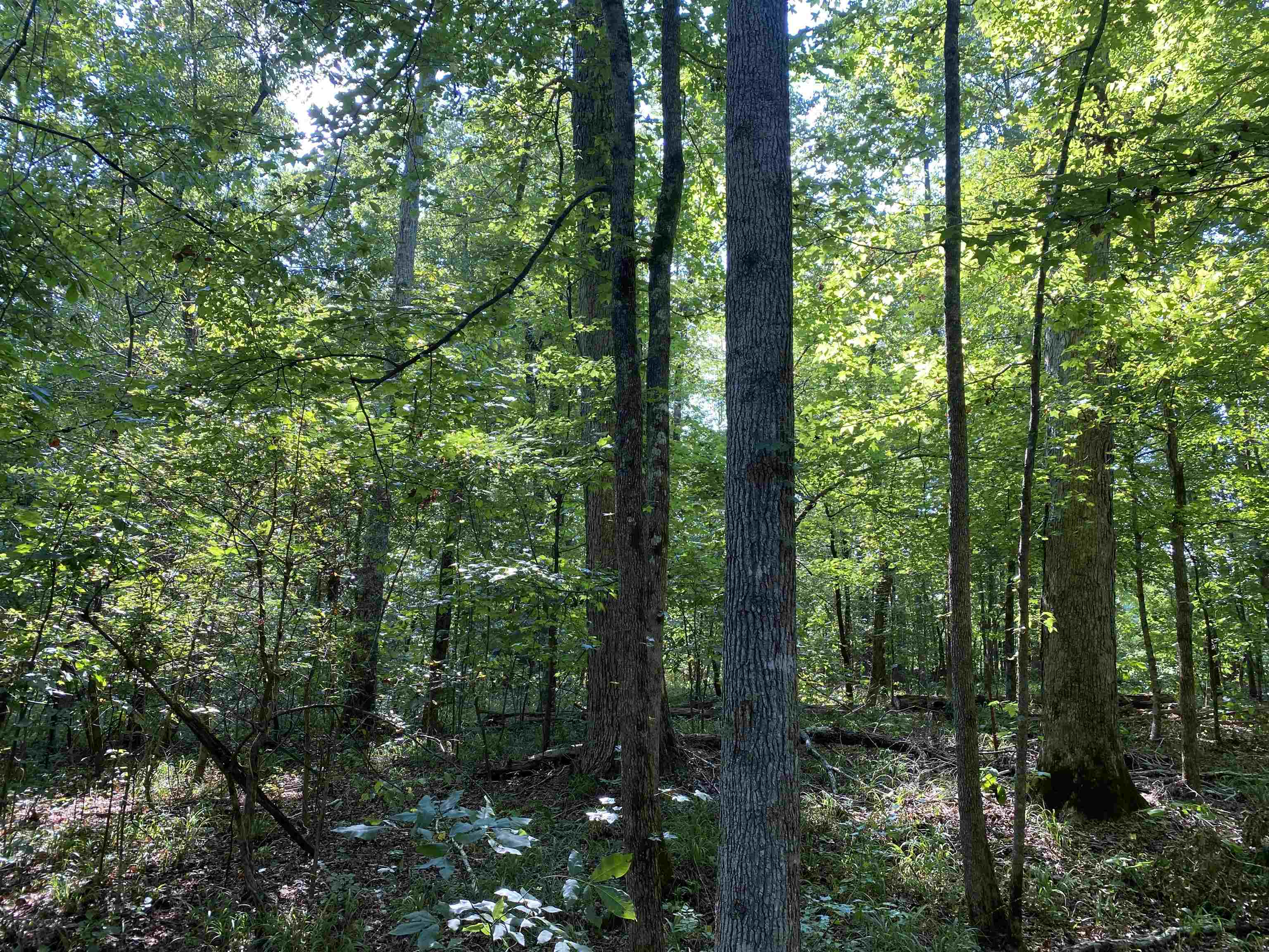 1 Treece Lane Adamsville, TN 38310 - Photo 3 of 13 a view of forest