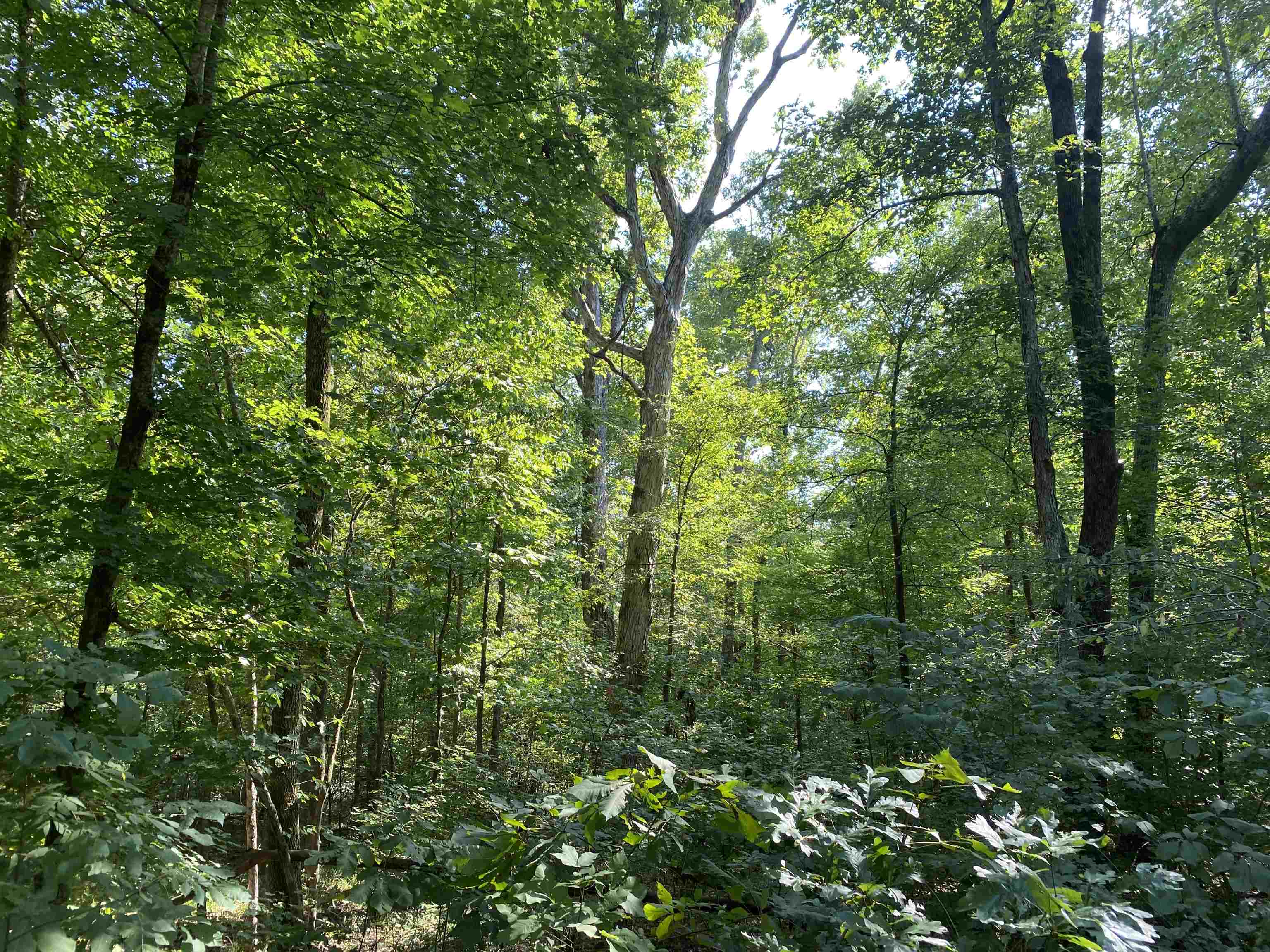 1 Treece Lane Adamsville, TN 38310 - Photo 6 of 13 a view of a lush green forest