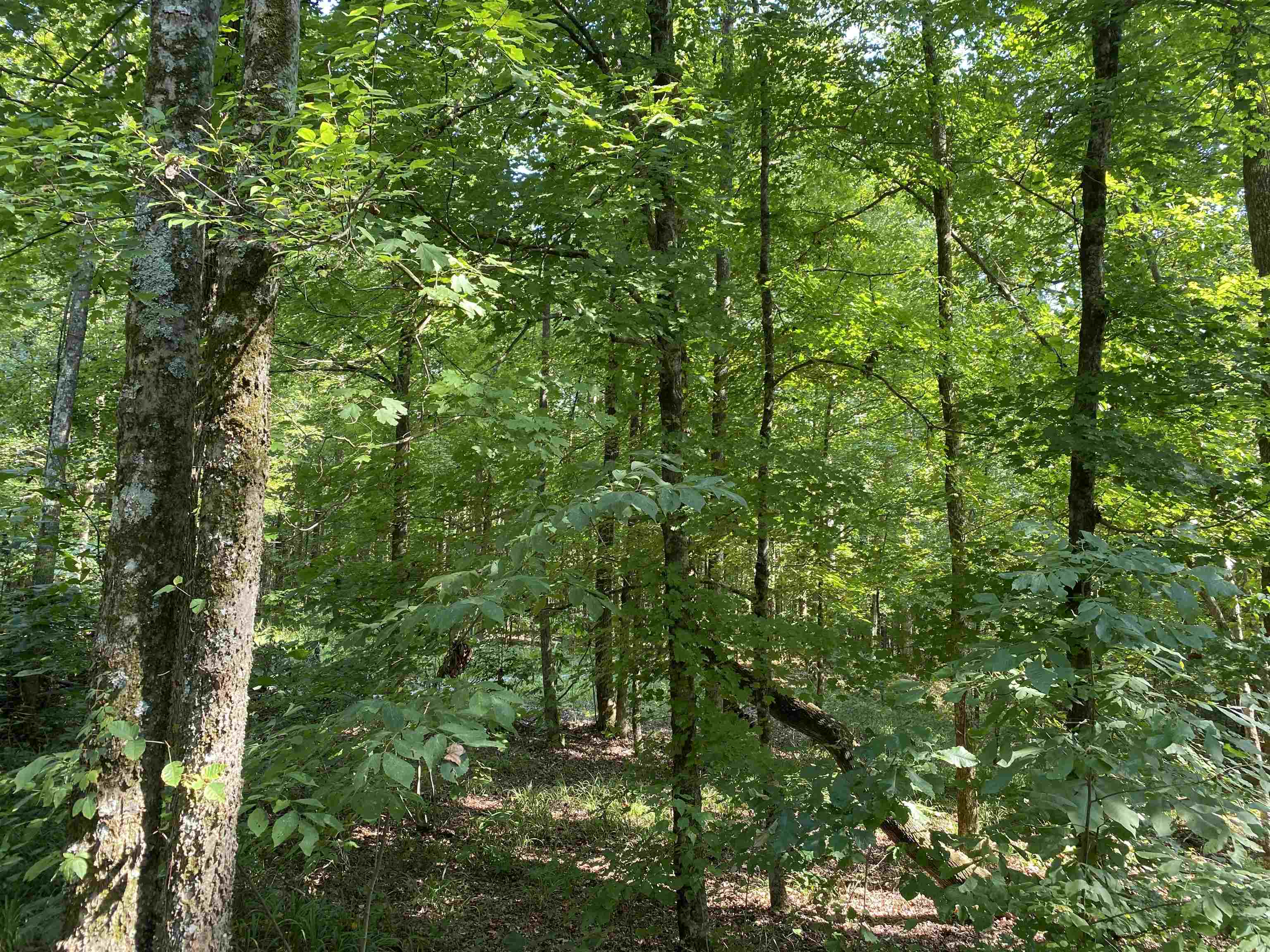 1 Treece Lane Adamsville, TN 38310 - Photo 7 of 13 a view of a lush green forest