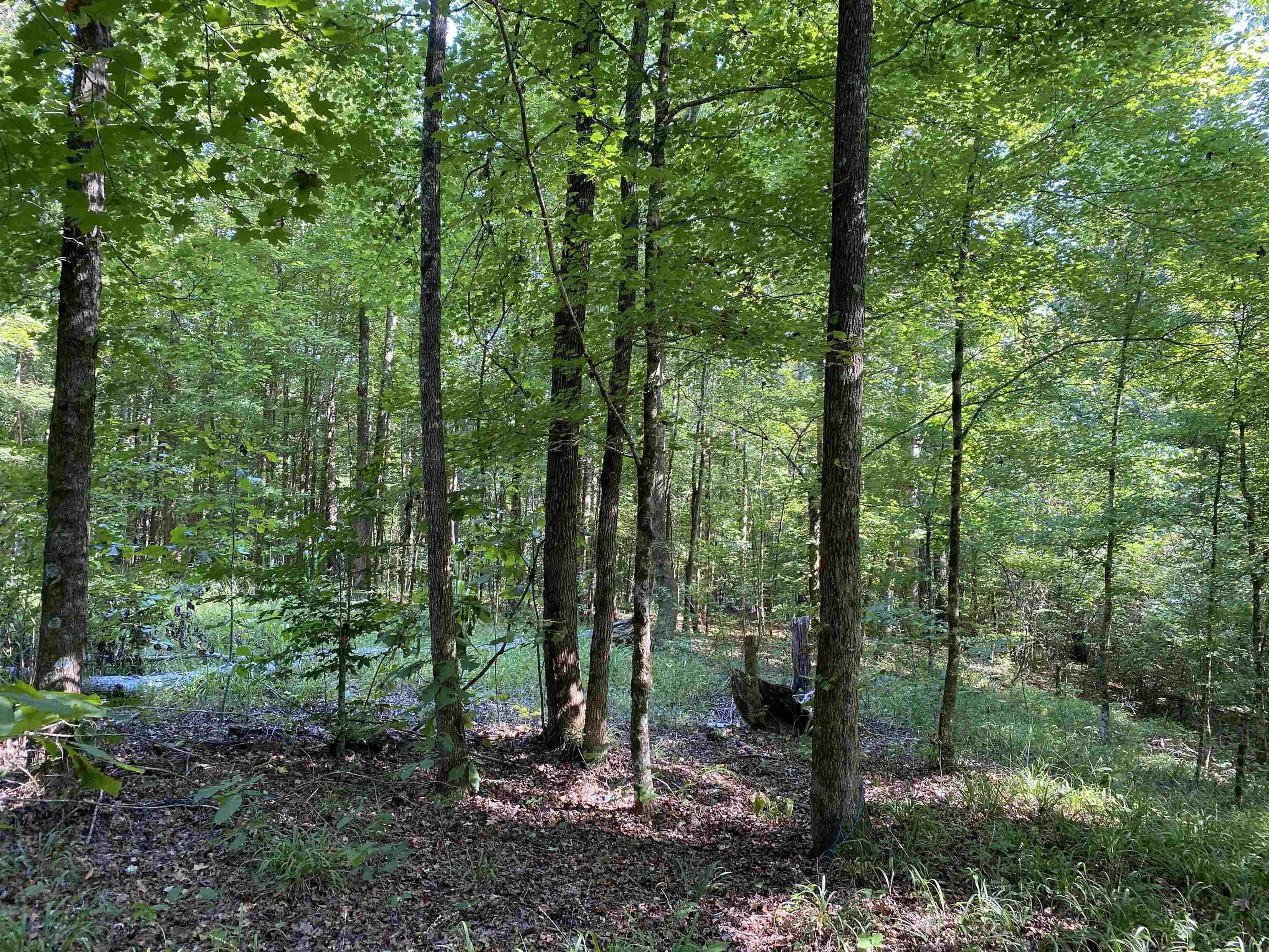 1 Treece Lane Adamsville, TN 38310 - Photo 8 of 13 a view of a forest with trees