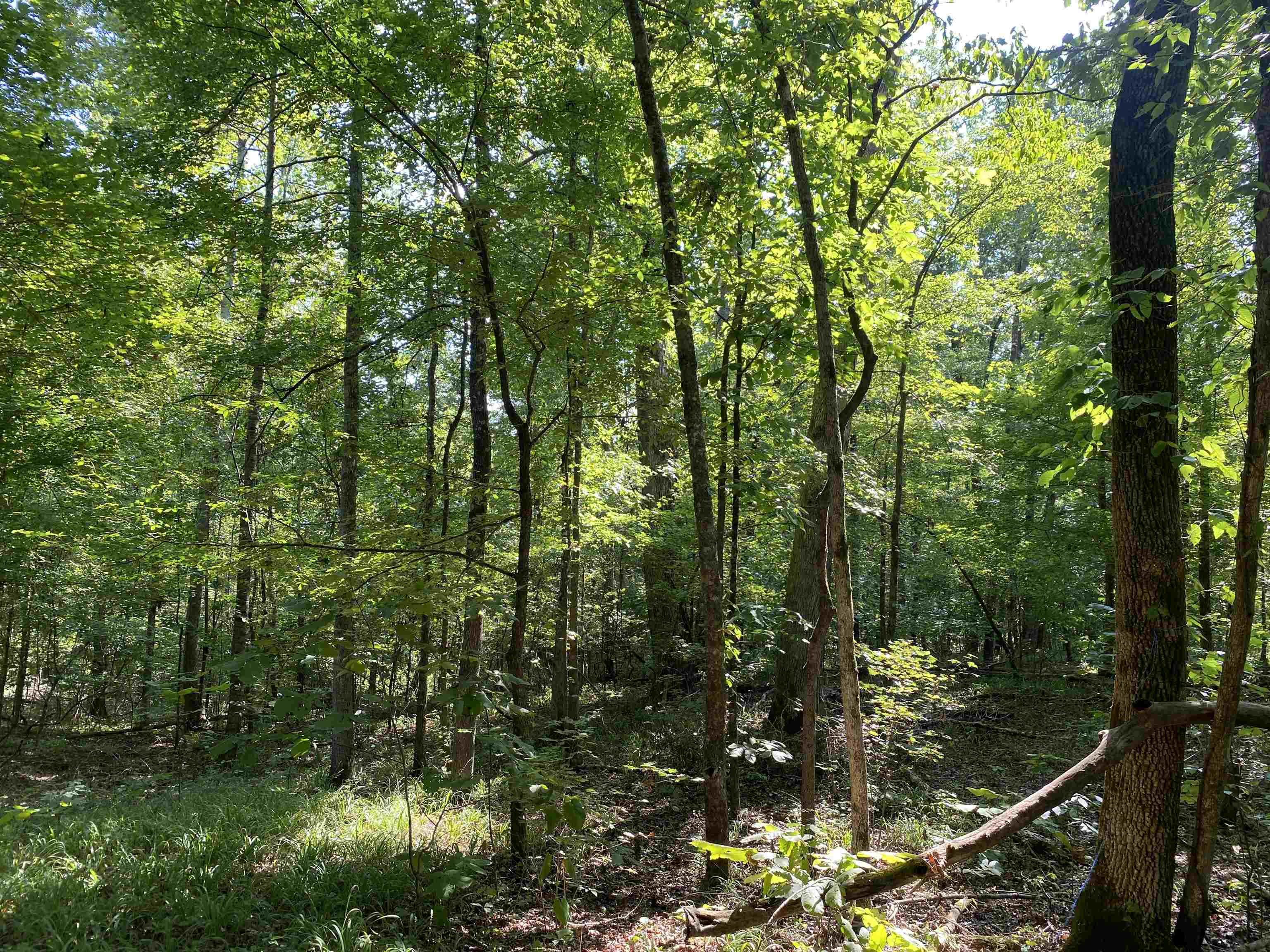 1 Treece Lane Adamsville, TN 38310 - Photo 9 of 13 a view of a forest