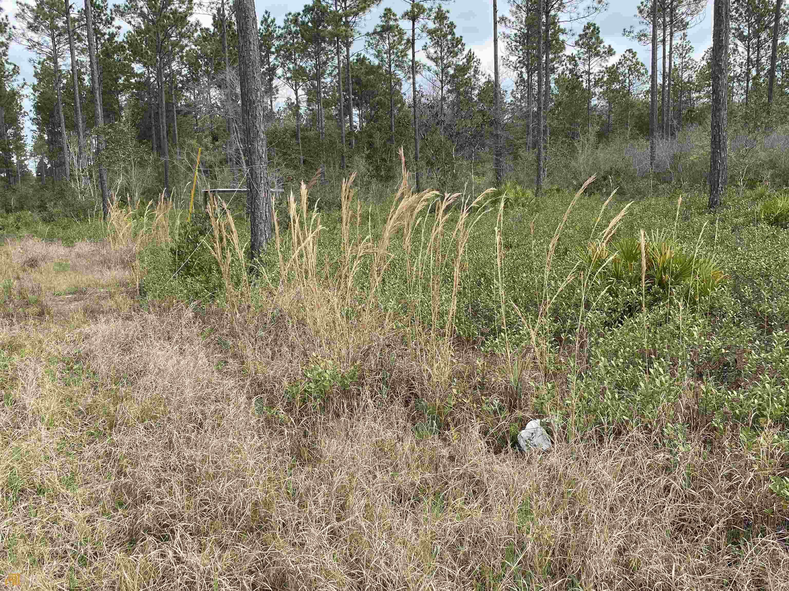 0 Doe Road Waycross, GA 31503 - Photo 1 of 1 Gallery Image 1