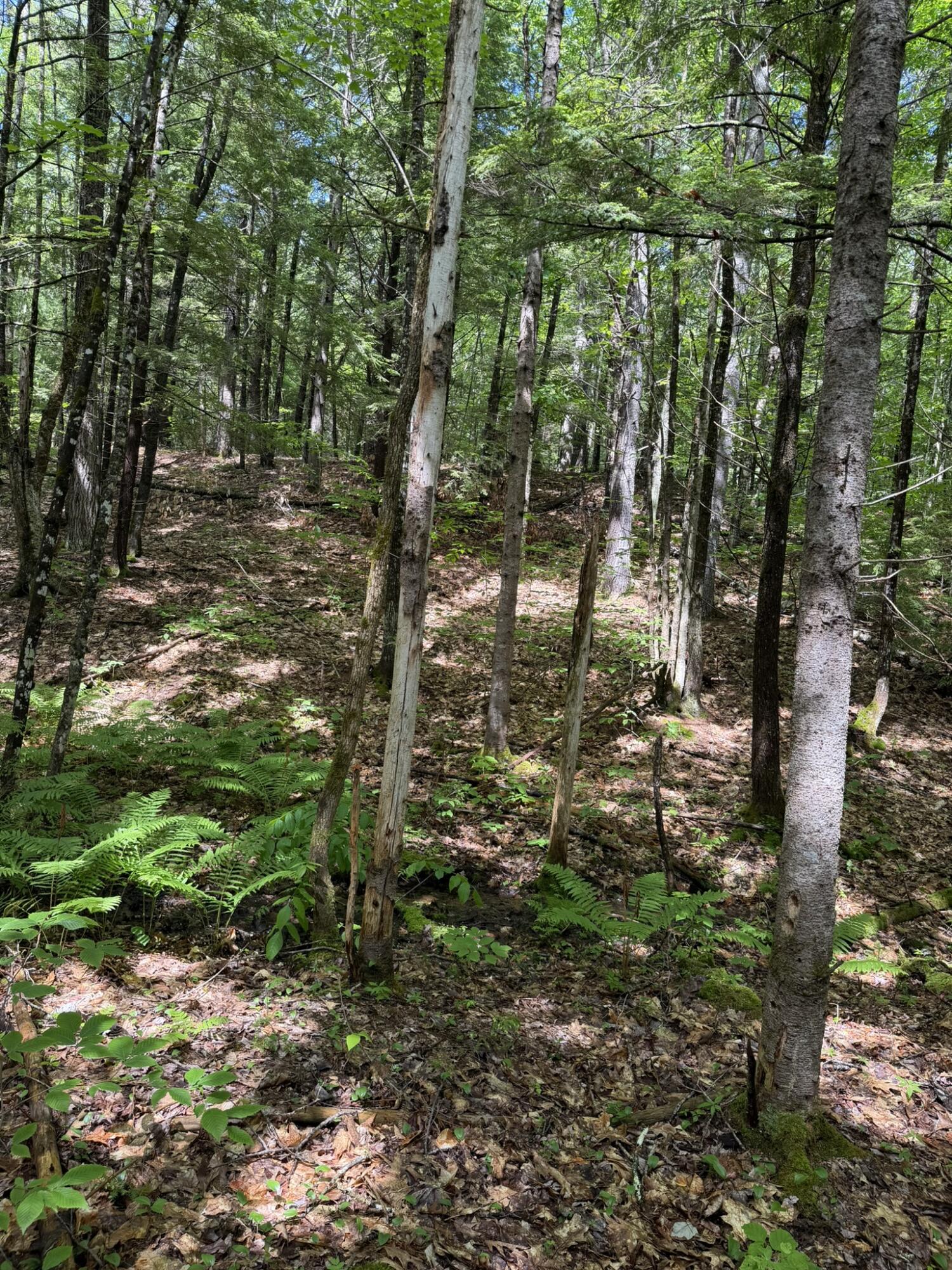Lot 44 Rolfe Road Harrison, ME 04040 - Photo 21 of 21 IMG_1117