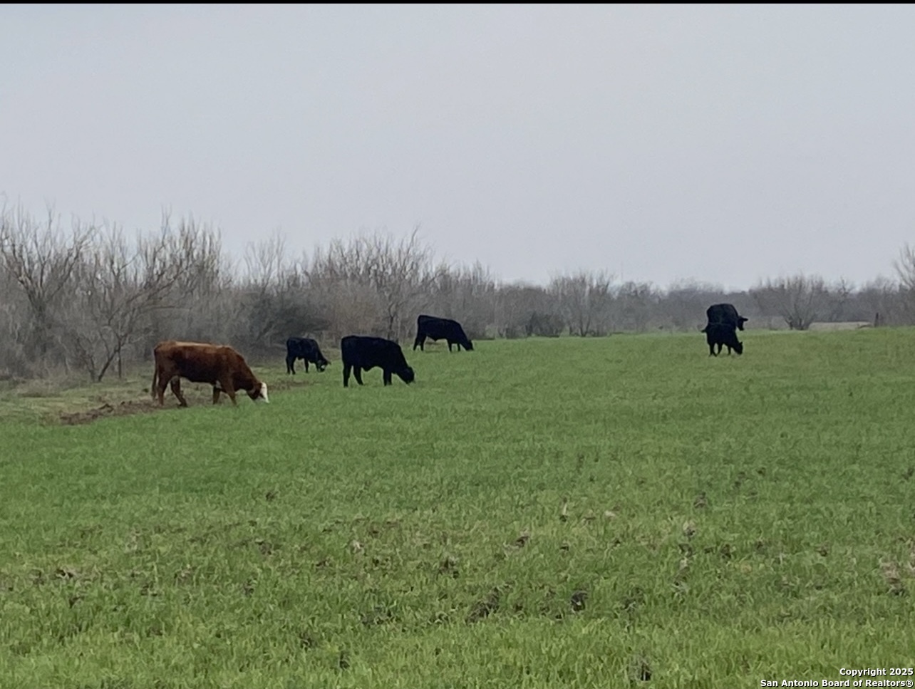 0 Applewhite Road San Antonio, TX 78264 - Photo 18 of 22 a view of a lush green space