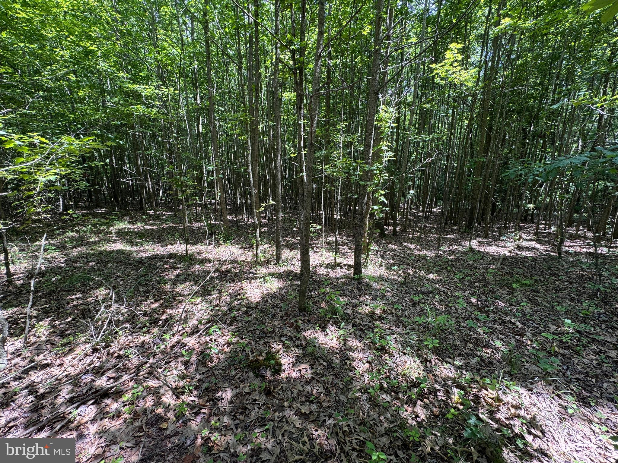 Trunk Line Road Henderson, MD 21640 - Photo 3 of 6 a view of outdoor space with trees
