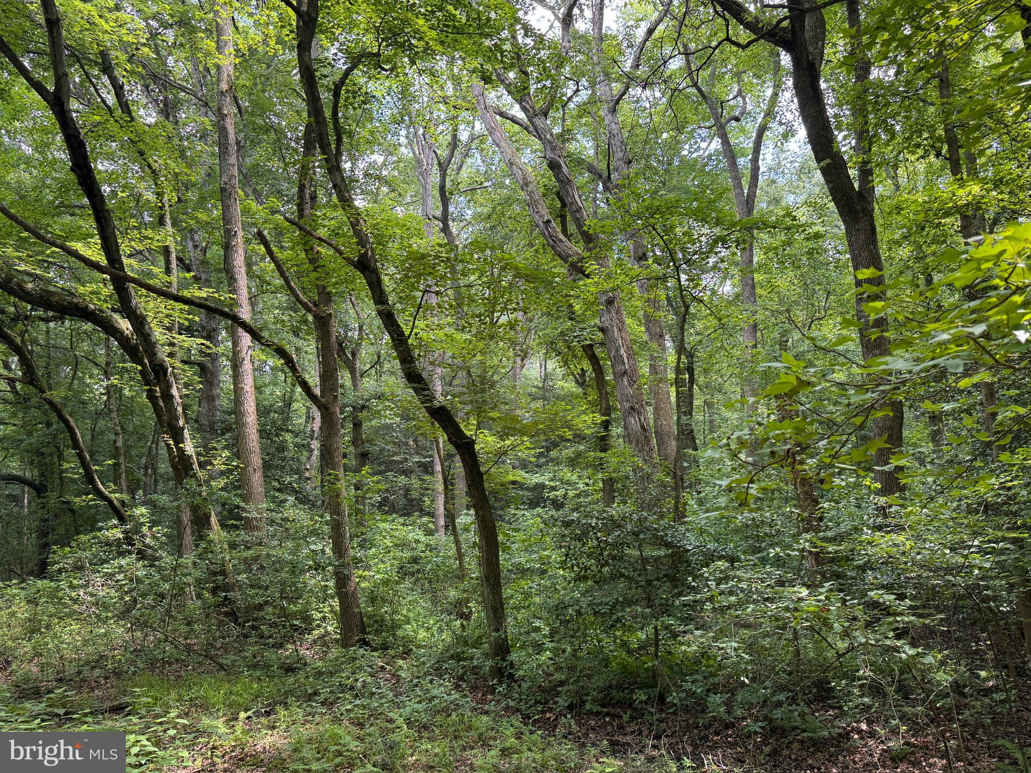 Trunk Line Road Henderson, MD 21640 - Photo 4 of 6