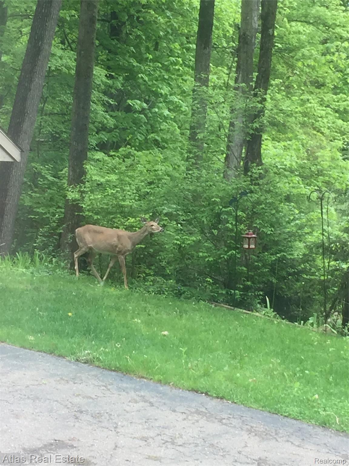 9950 Misty Ridge Circle Clarkston, MI 48348 - Photo 45 of 50 Wildlife right out your front window