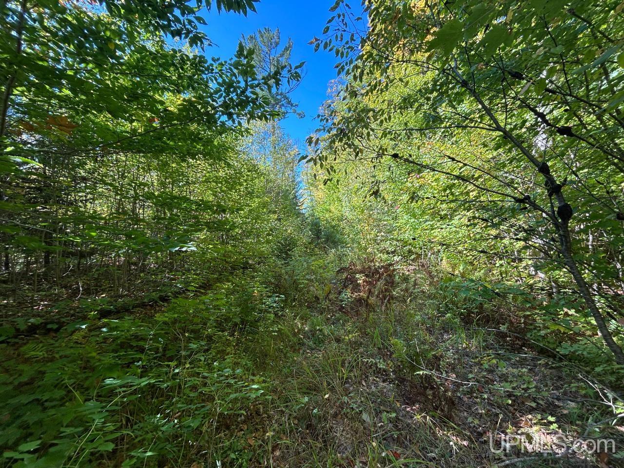 40-acres 40-acres Camp Road Shingleton, MI 49884 - Photo 15 of 20