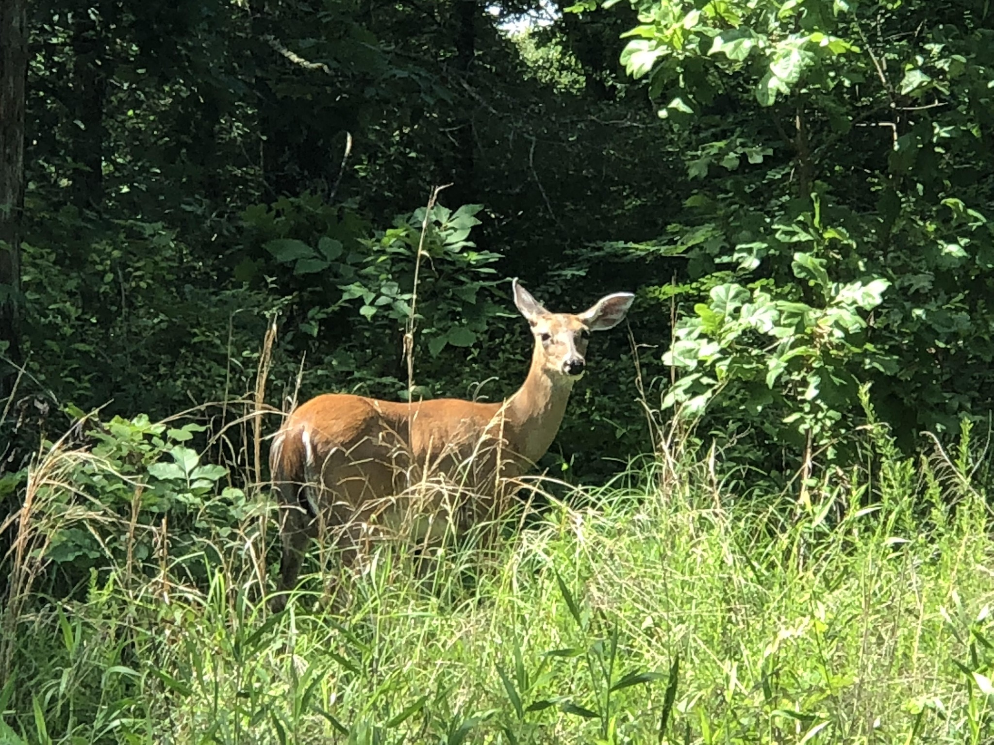 375 War Eagle Drive Cedar Grove, TN 38321 - Photo 17 of 43