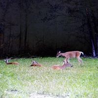 375 War Eagle Drive Cedar Grove, TN 38321 - Photo 31 of 43