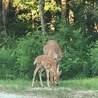 375 War Eagle Drive Cedar Grove, TN 38321 - Photo 32 of 43