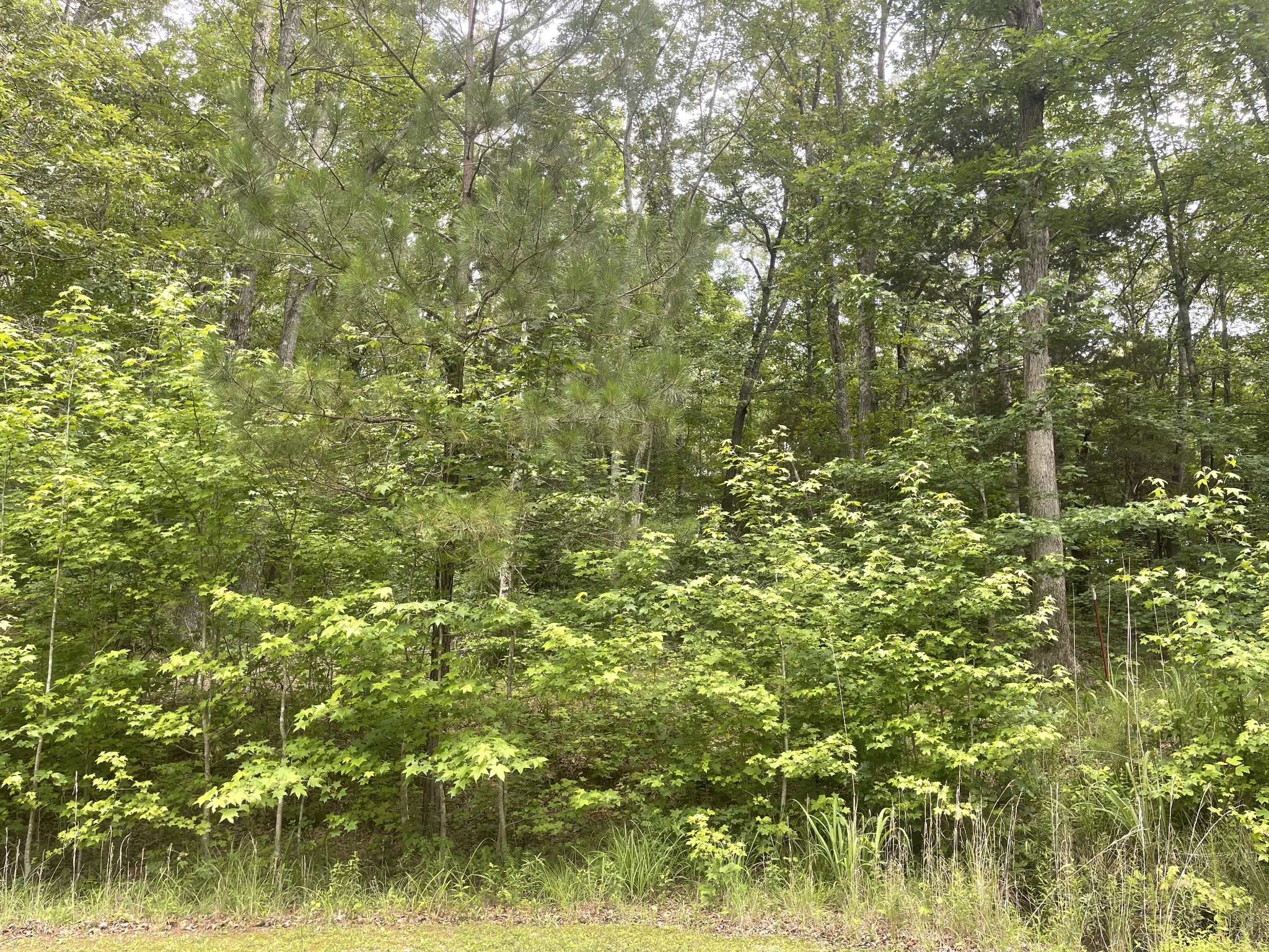 375 War Eagle Drive Cedar Grove, TN 38321 - Photo 5 of 43